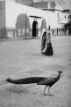 Dzsaipur, India, 1956 Dzsaipur, India, 1956